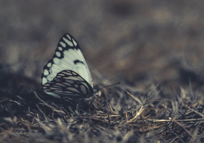 Psihoterapie și consiliere